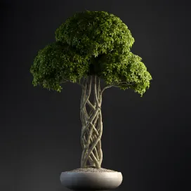 Plants Bonsai 2